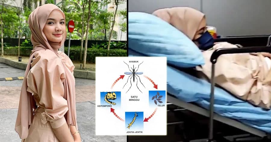 Alya Iman terlantar demam denggi? Ini cara-cara elak pembiakan nyamuk di rumah