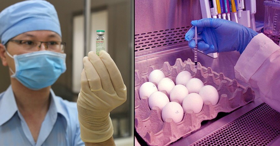 Kultur sel embrio ayam digunakan, Vietnam bangunkan vaksin COVID-19 sendiri